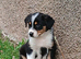 2 adorable sheep dog pups for salr