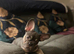 Female French Bulldog