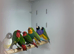 Gouldian finch