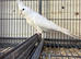 Cockatiels Established Breeding Pair.