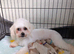Gorgeous lhasapoo puppies