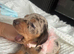Kc miniature dachshunds