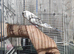 Baby budgie