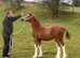 Registered welsh C 2yo filly show quality