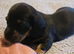 Three beautiful Dachshund