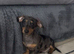 Beautiful Dachshund Boy available now