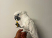 Male fully tame