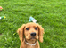 KC REGISTERED WORKING COCKER PUPPY
