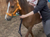 12.1/2hh pony