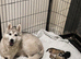 Kc registered Black and white female puppy ready 26/09/26