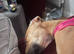 Whippet greyhound Saluki 14 weeks old puppy