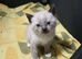 Colour Point Kittens