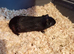 Two baby boars looking for a forever home