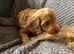 Three fox Red Cockapoo puppies