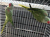 SEMI TAME AND TALKING BABY ALEXANDRINE PARROTS