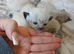 Pure ragdoll kittems 2 weeks old colours just comimg in