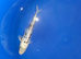 koj carp for sale