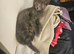 4 beautiful kittens 13 weeks old ready now