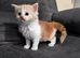 ¾ Maine coon kittens