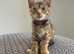 Bengal x Maine coone kittens