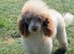 F1 cockapoo puppies