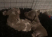 2 brothers for sale