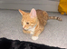 Ginger 6 month old kitten