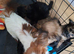 Toy poodle x Papillon