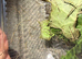 Over 50 baby stick insects