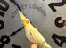 Cockatiel