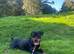Female Rottweiler