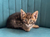 Bengal X Maine coon kittens