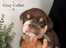 KC REGISTERED ENGLISH BULLDOG PUPPIES