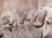 Beautiful True English Cream Long-Haired Miniature Dachshund Puppy – KC Registered