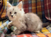 Silver Ticked Polydactyl Male