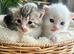 Four very fluffy kittens