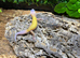 Tangerine Blizzard Leopard Gecko at Birmingham Reptiles