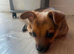 Girl left Jack Russell cross Pomeranian