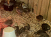 Young Quail off heat
