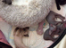 Beautiful Pure Canadian Hairless Sphynx Girl
