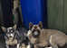 American akita proven stud