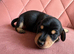 Stunning litter of Miniature Dachshunds