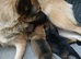 German shepherd pups