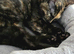 Female fully vaccinated tortishell