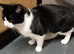 Twin cats one boy unnutered female nurtured