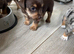 Wenlock-Norjack puppy
