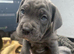 Cane Corso Puppies – 3 Females & 1Males