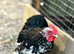 Breeding Pair of Black speckled pekin