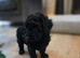 F1bb cavapoo puppy ready now