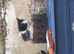 5 white and black kittens